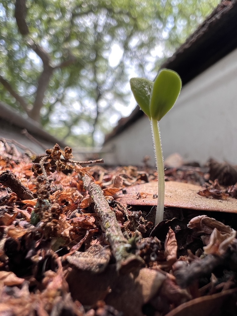 Gutter cleaning services in Austin TX